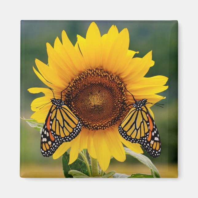 Monarch Butterfies on Sunflower Magnet (Front)