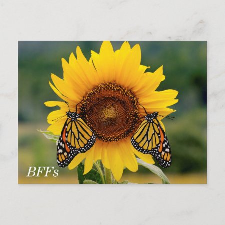 Monarch Butterfies On Sunflower Postcard