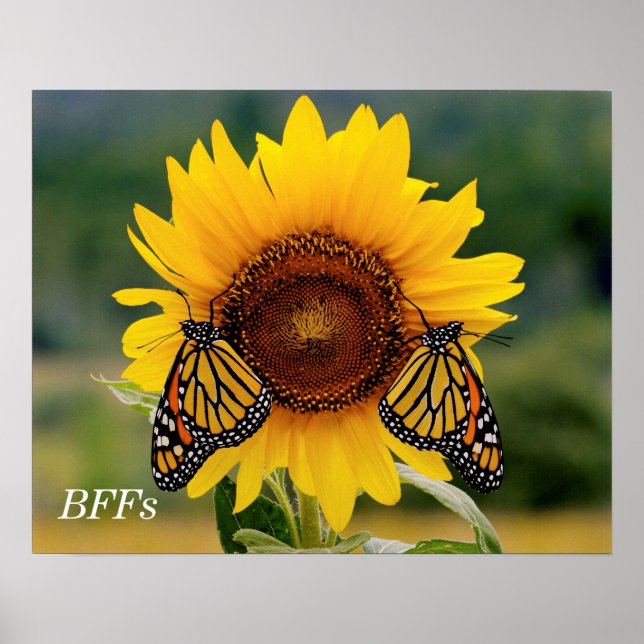 Monarch Butterfies on Sunflower Poster (Front)