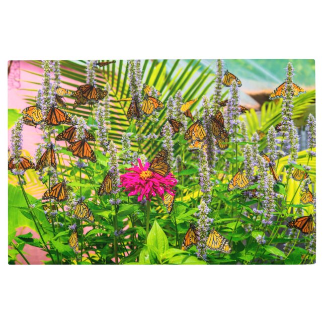 Monarch Butterflies 36 x 24 Metal Wall Art (Front)
