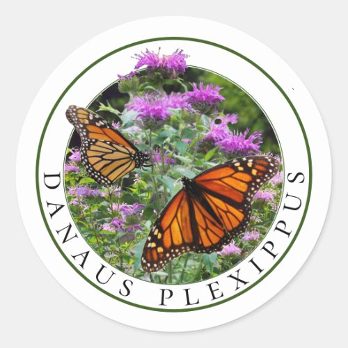 Monarch Butterflies and Bee Balm Monarda Classic Round Sticker