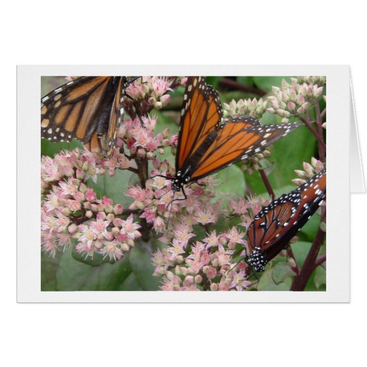 Monarch Butterflies Cards (Front Horizontal)