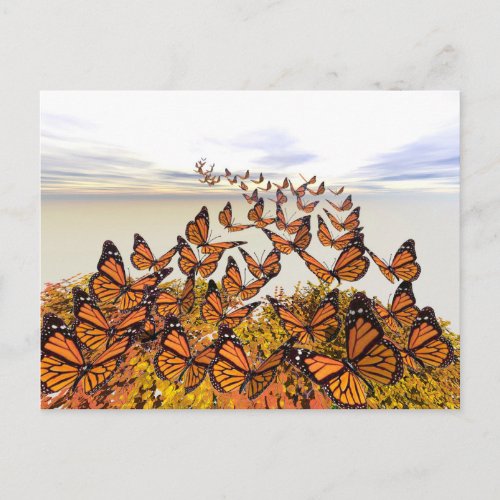 Monarch Butterflies Gather Postcard