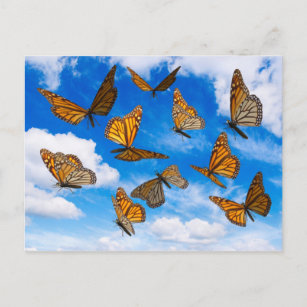 Monarch butterflies in the sky postcard