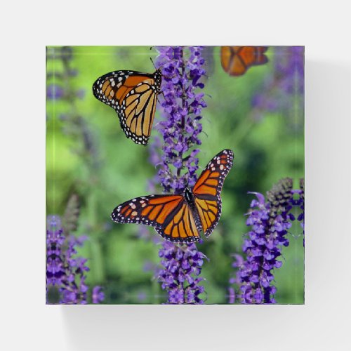 Monarch Butterflies on English Lavender Flowers Paperweight