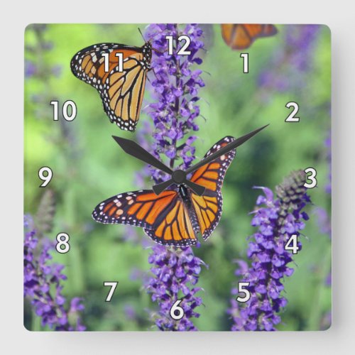 Monarch Butterflies on English Lavender Flowers Square Wall Clock