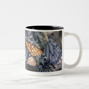 Monarch Butterflies on Pine Tree, Sierra Chincua 2 Two-Tone Coffee Mug