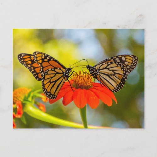 Monarch Butterflies on Wildflowers Postcard