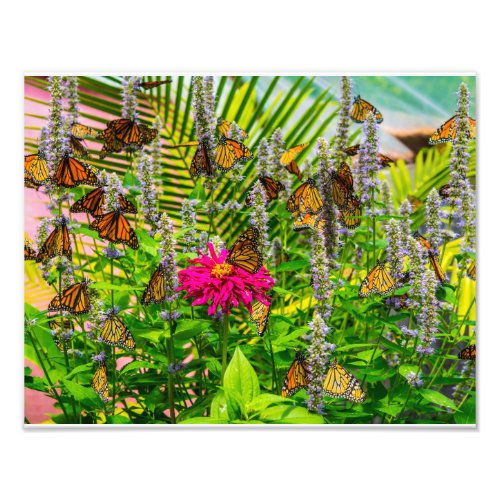 Monarch Butterflies Photo Enlargement