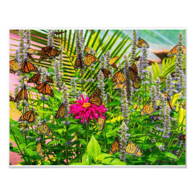 Monarch Butterflies Photo Enlargement (Front)
