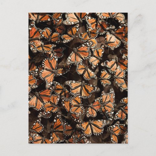 Monarch Butterflies Postcard