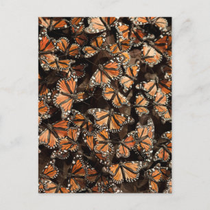 Monarch Butterflies Postcard