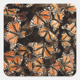 Monarch Butterflies Square Sticker