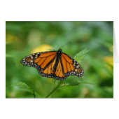 Monarch Butterfly (Front Horizontal)