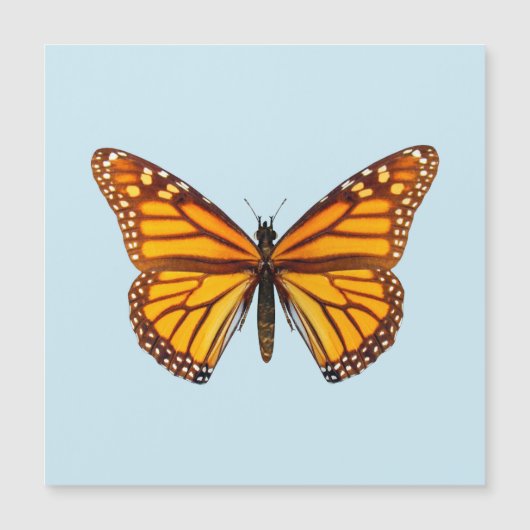 Monarch Butterfly (Front)