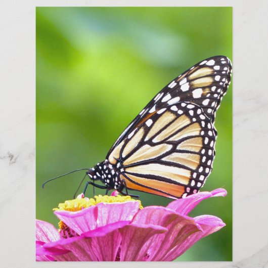 Monarch Butterfly (Front)