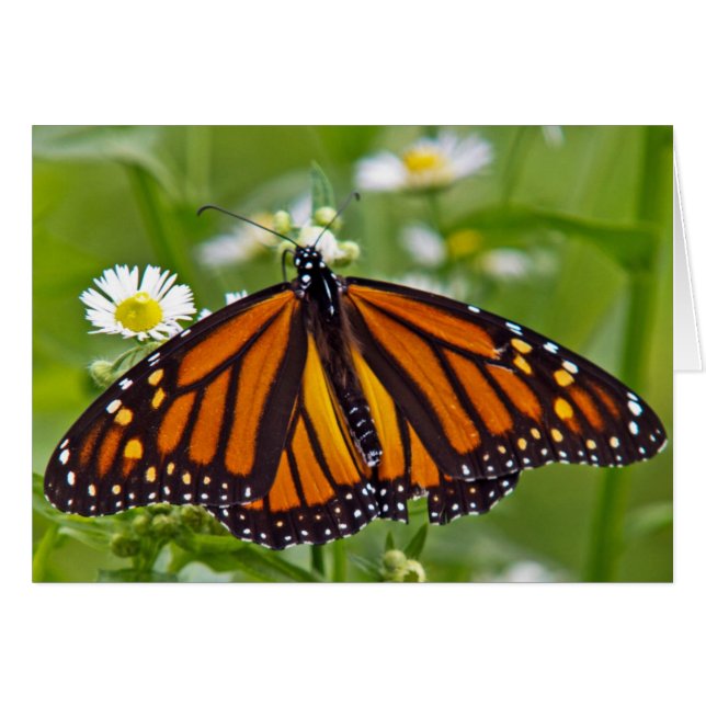 Monarch Butterfly (Front Horizontal)
