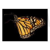 Monarch Butterfly (Front Horizontal)