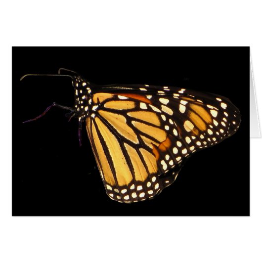 Monarch Butterfly (Front Horizontal)