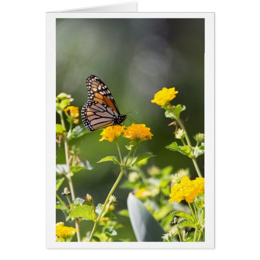Monarch Butterfly (Front)