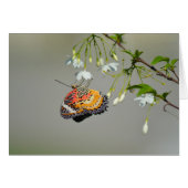 Monarch Butterfly (Front Horizontal)