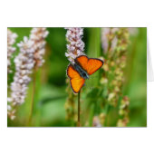 Monarch Butterfly (Front Horizontal)