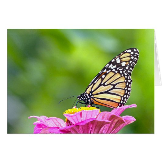 Monarch Butterfly (Front Horizontal)