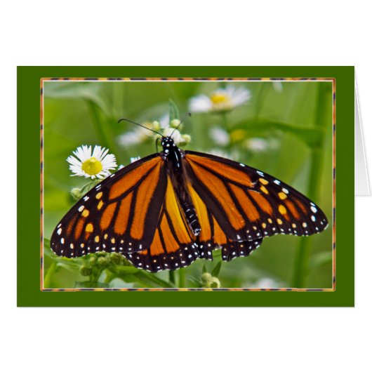 Monarch Butterfly (Front Horizontal)