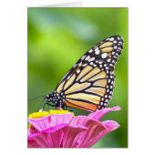 Monarch Butterfly (Front)