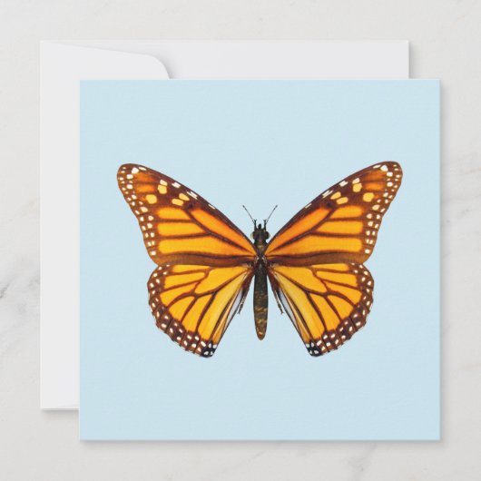Monarch Butterfly (Front)