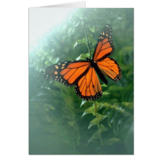 Monarch Butterfly (2) Cards