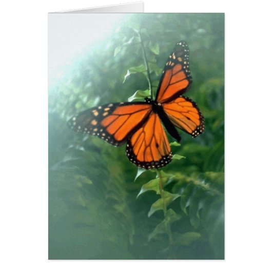 Monarch Butterfly (2) Cards (Front)