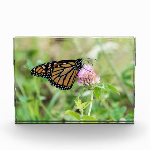Monarch Butterfly Acrylic Award