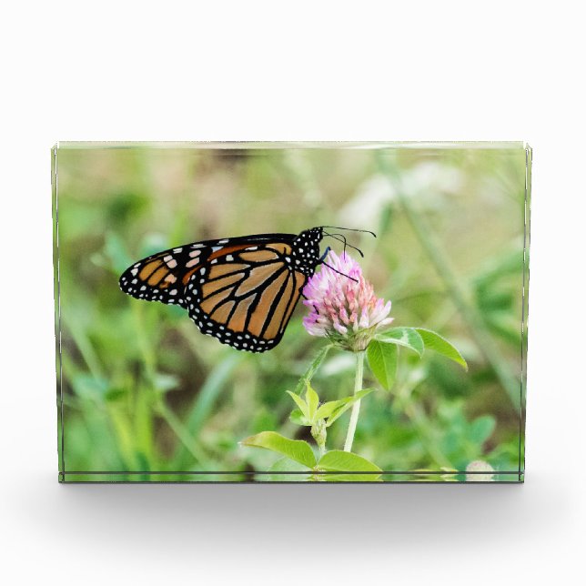 Monarch Butterfly Acrylic Award (Front)