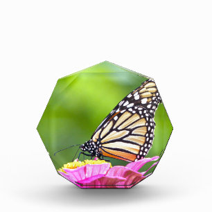Monarch Butterfly Acrylic Award