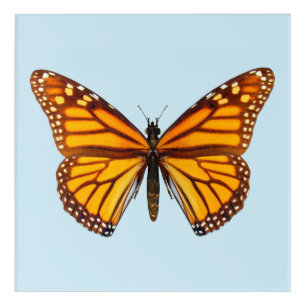 Monarch Butterfly Acrylic Print