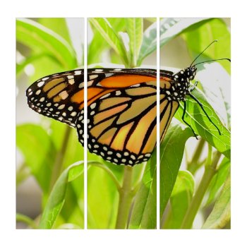 "monarch Butterfly" Acrylic Triptych 3 Panel Decor by Gigglesandgrins at Zazzle