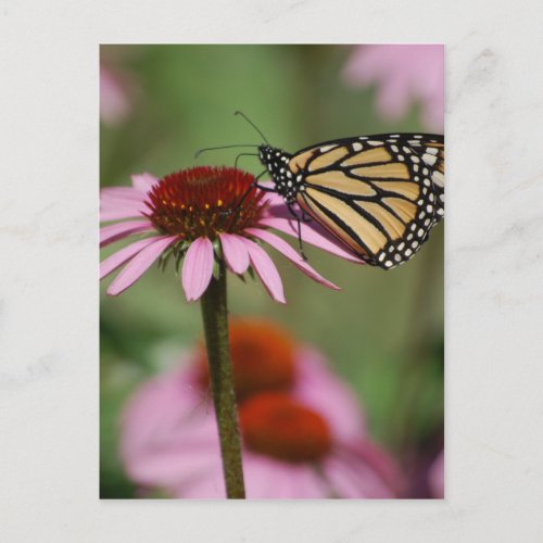 Monarch Butterfly and Black Eyed Susan Postcard