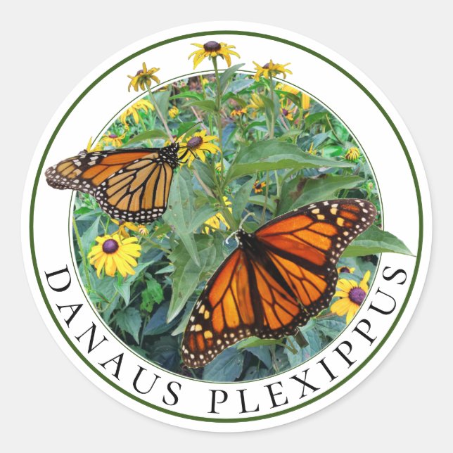 Monarch Butterfly and Black Eyed Susan Rudbeckia Classic Round Sticker (Front)
