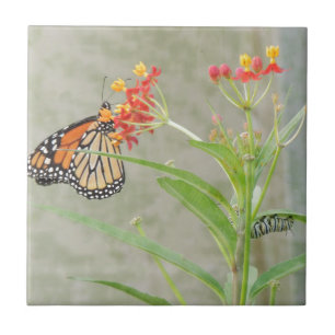 Monarch Butterfly and Caterpillar Ceramic Tile