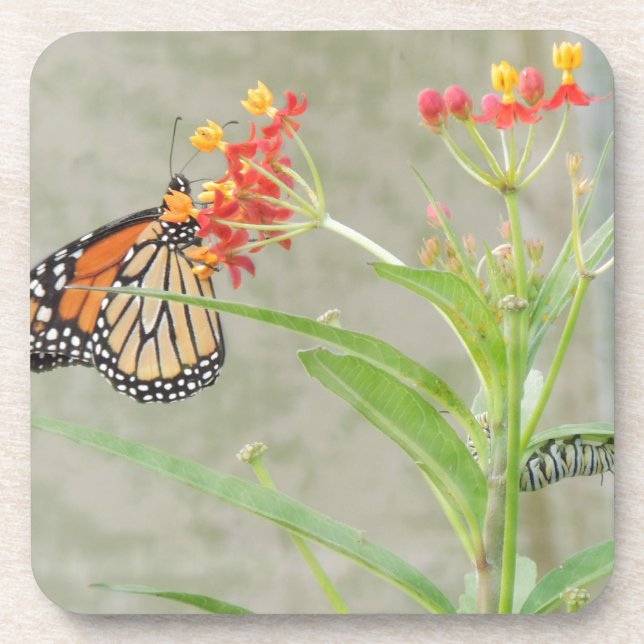 Monarch Butterfly and Caterpillar Drink Coaster (Front)