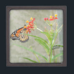 Monarch Butterfly and Caterpillar Jewelry Box<br><div class="desc">An orange and black Monarch butterfly sips nectar from a Tropical Milkweed bloom. On the same plant,  a Monarch caterpillar,  eats the leaves of it's preferred host plant.</div>