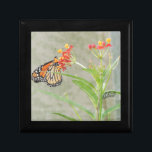 Monarch Butterfly and Caterpillar Keepsake Box<br><div class="desc">An orange and black Monarch butterfly sips nectar from a Tropical Milkweed bloom. On the same plant,  a Monarch caterpillar,  eats the leaves of it's preferred host plant.</div>