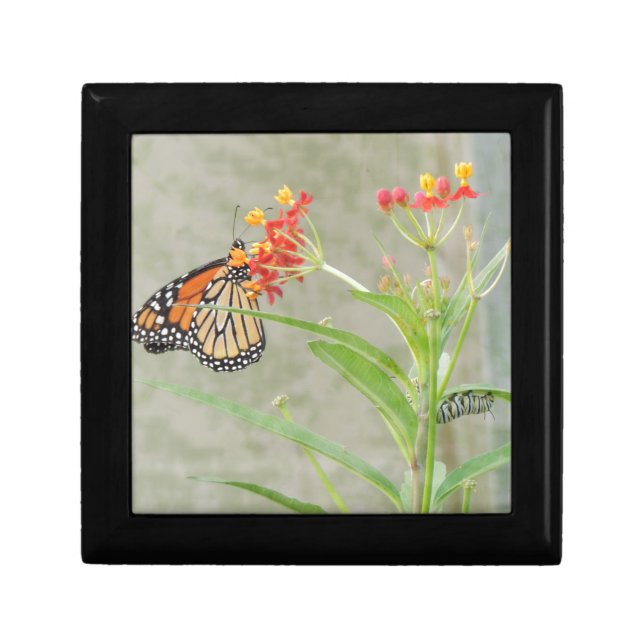 Monarch Butterfly and Caterpillar Keepsake Box (Front)