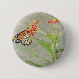 Monarch Butterfly and Caterpillar Pinback Button