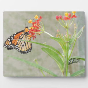 Monarch Butterfly and Caterpillar Plaque