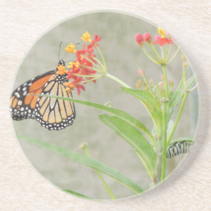 Monarch Butterfly and Caterpillar Sandstone Coaster