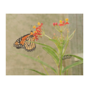 Monarch Butterfly and Caterpillar Wood Canvas