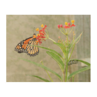 Monarch Butterfly and Caterpillar Wood Canvas