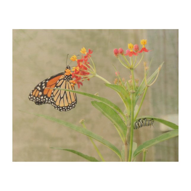 Monarch Butterfly and Caterpillar Wood Canvas (Front)